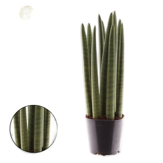 Sansevieria cylindrica Spaghetti 19Ø 70cm
