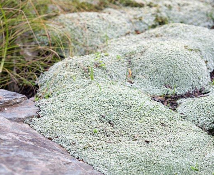 Sagina subulata Arragorn Thread winter plant