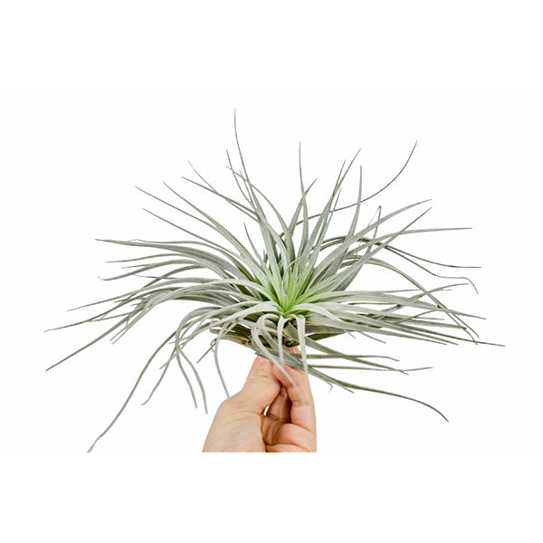 Tillandsia Silver 18cmx18cm