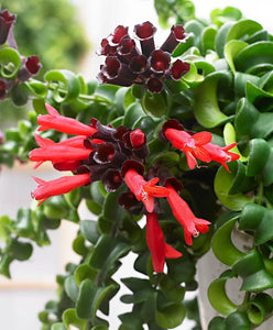 Aeschynanthus Twister