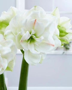 Meilenis Hippeastrum White Amadeus