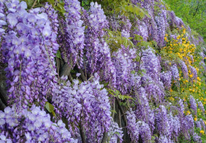 Wisteria sinensis Prolific