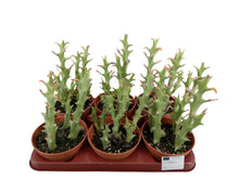 Translation missing: lt.sections.featured_product.gallery_thumbnail_alt