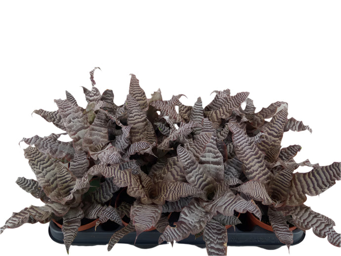 Cryptanthus zonatus
