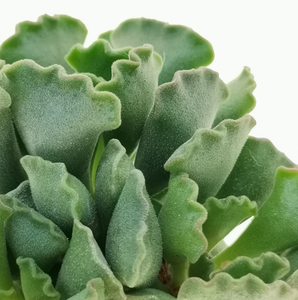 Adromishus cristatus