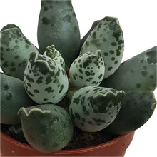 Translation missing: lt.sections.featured_product.gallery_thumbnail_alt