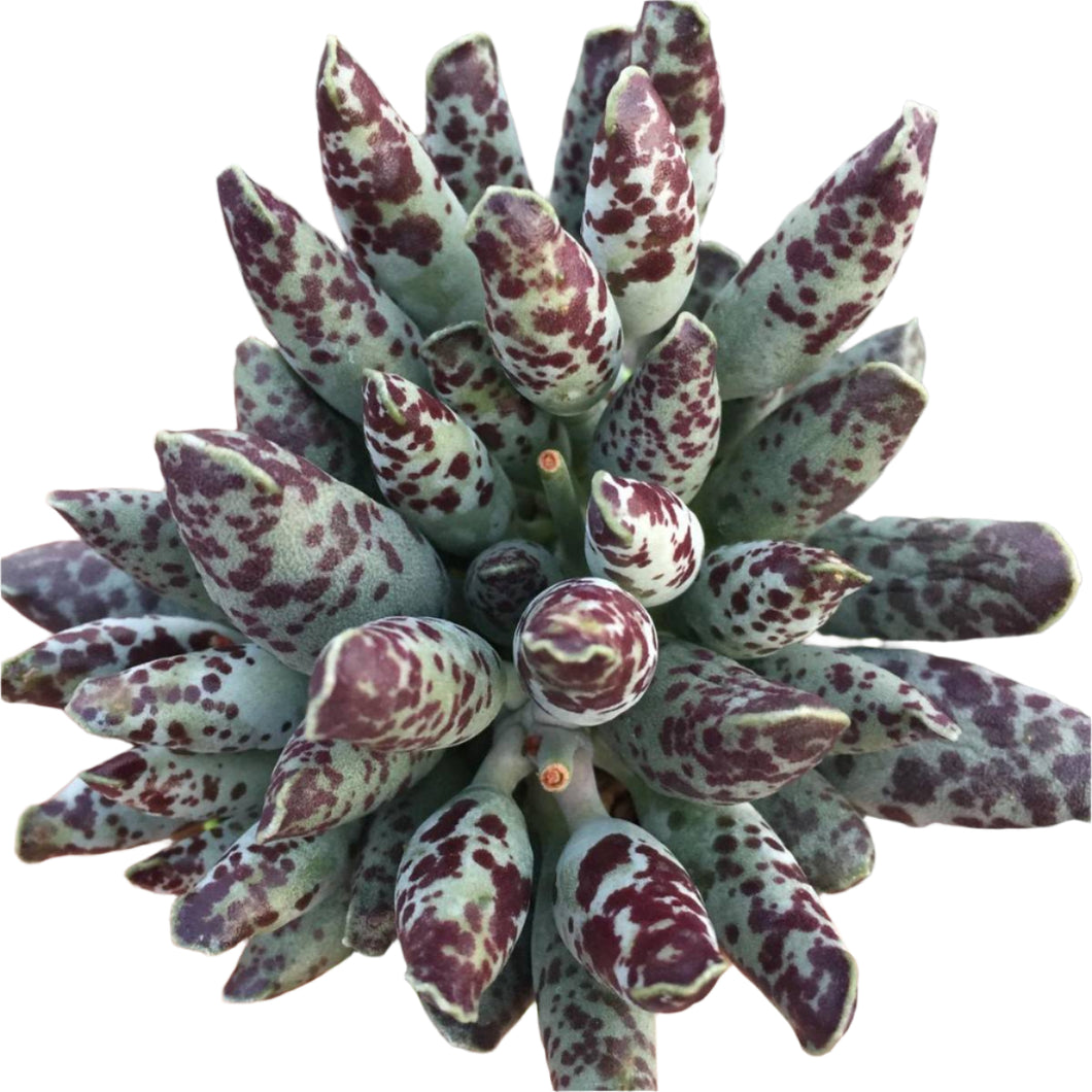 adromischus-festivus