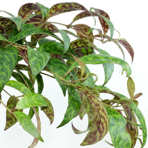 Aeschynanthus Marmoratus 15Ø 50cm