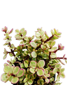 Portulacaria afra variagata