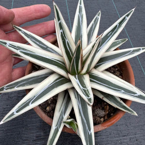 Agava Agave victoriae-reginae White Rhino
