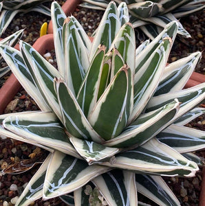 Agava Agave victoriae-reginae White Rhino