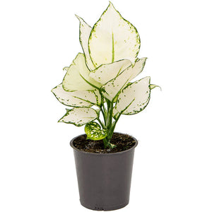 Aglaonema White Joy