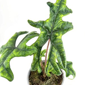 Alocasia Sumatra