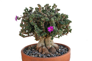 Trichodiadema Densum