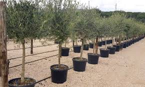 Olea europaea 38Ø 200cm