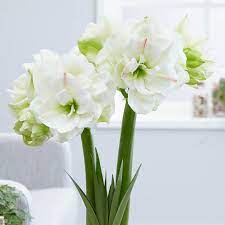 Meilenis Hippeastrum White Amadeus