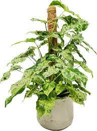 Singonis Syngonium Mottled Singonis – Gipsygarden