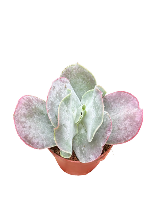 Cotyledon orbiculata