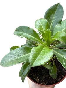 Tukvis Pachypodium Saundersii