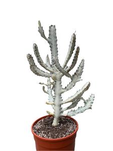 Euphorbia Lactea White Ghost