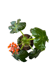 Translation missing: lt.sections.featured_product.gallery_thumbnail_alt