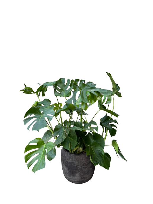 Monstera deliciosa