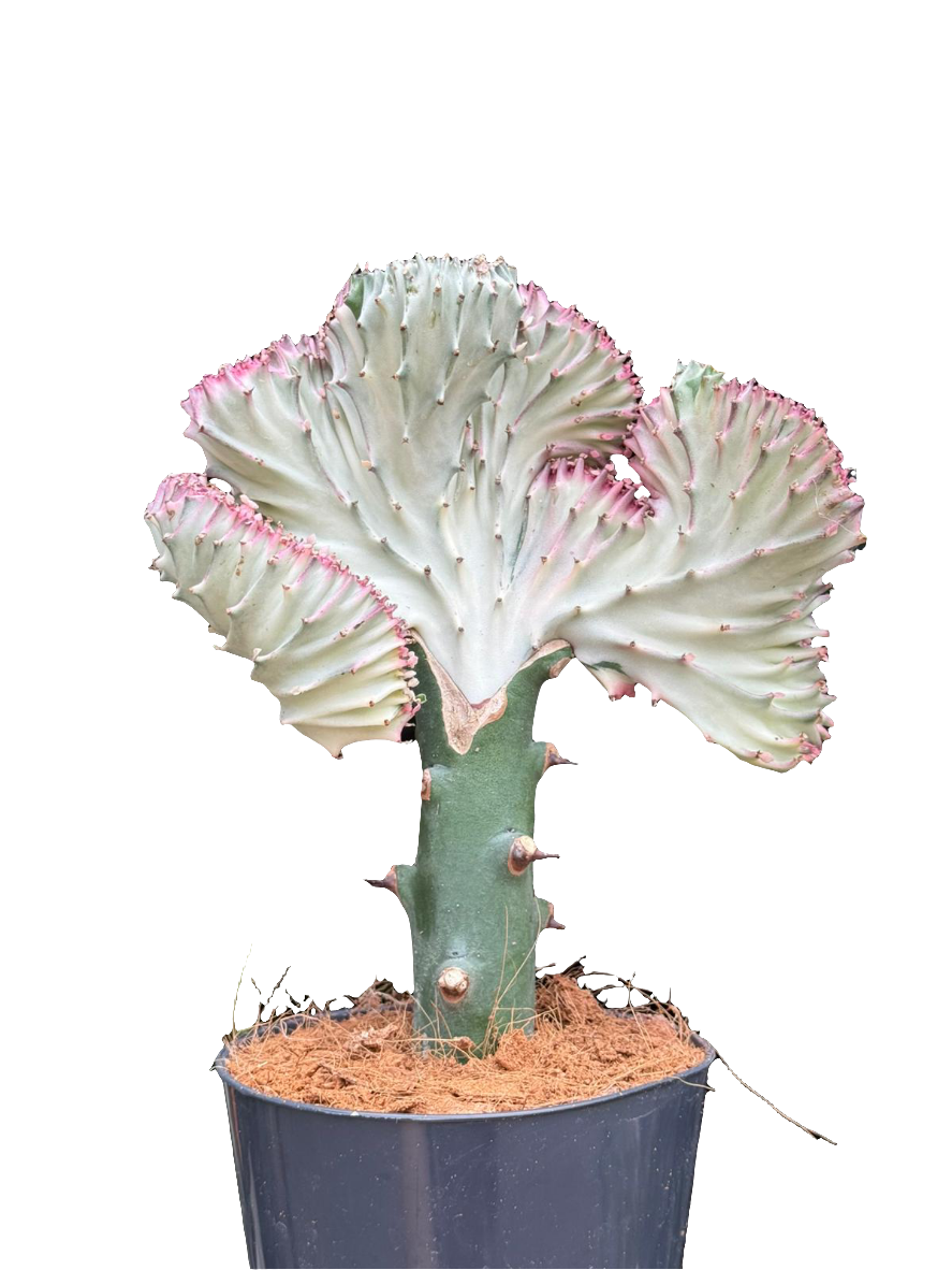Euphorbia Lactea cristata