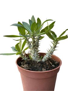 Pachypodium densiflorum