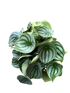 Peperomia Argyreia Watermelon