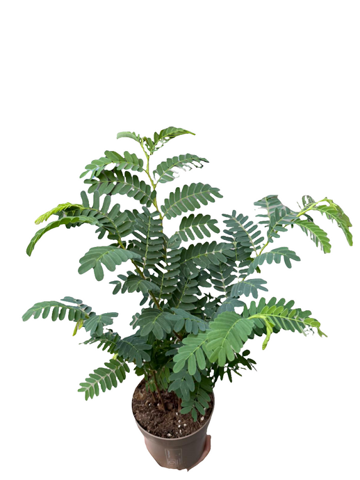 Tamarindus Indica