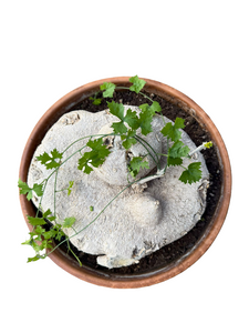 Ibervillea lindheimeri