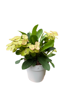 Karpažolė Euphorbia millii Neptunus