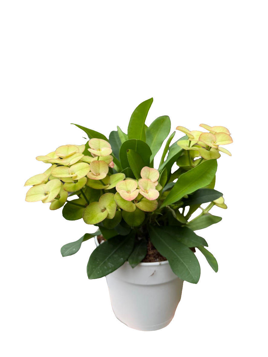 Karpažolė Euphorbia millii Neptunus