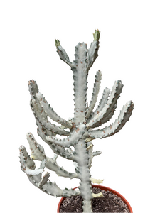 Euphorbia Lactea White Ghost