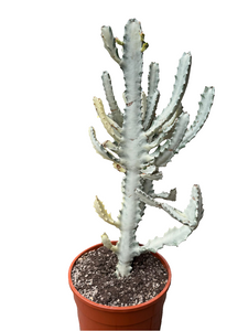 Euphorbia Lactea White Ghost
