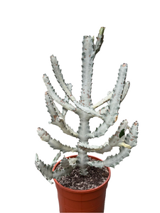 Euphorbia Lactea White Ghost
