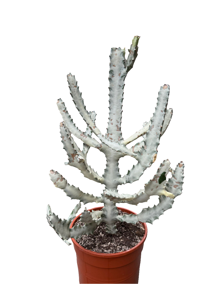 Euphorbia Lactea White Ghost