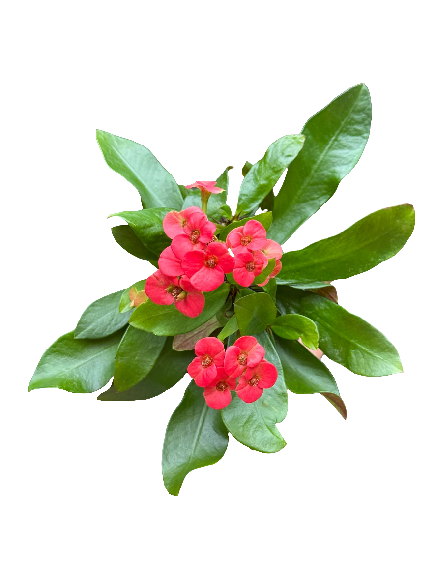 Euphorbia millii Red