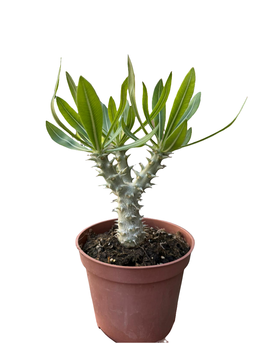 Pachypodium densiflorum