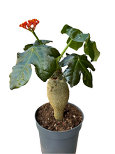 Translation missing: lt.sections.featured_product.gallery_thumbnail_alt