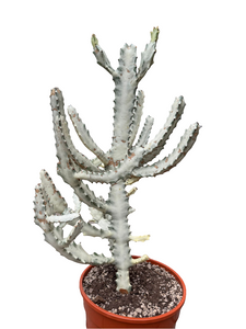 Euphorbia Lactea White Ghost