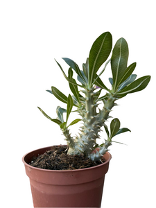 Pachypodium densiflorum