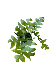 Translation missing: lt.sections.featured_product.gallery_thumbnail_alt