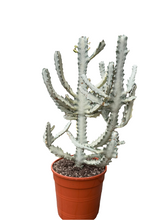 Translation missing: lt.sections.featured_product.gallery_thumbnail_alt