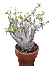 Translation missing: lt.sections.featured_product.gallery_thumbnail_alt