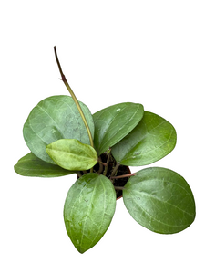 Vaškuolė Hoya Latifolia Borneo