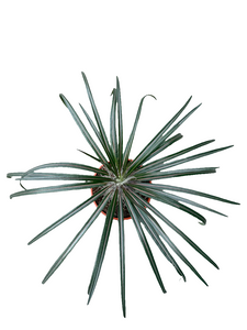 Pachypodium Gaeyi Aukštasis Tukvis 35cm