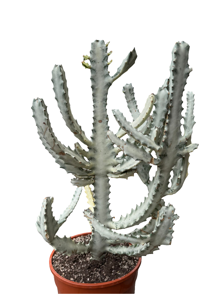 Euphorbia Lactea White Ghost