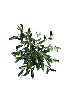 Olea Europea
