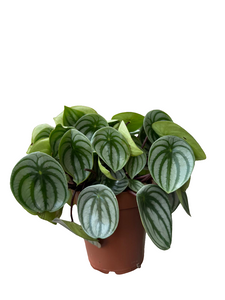 Peperomia Argyreia Watermelon